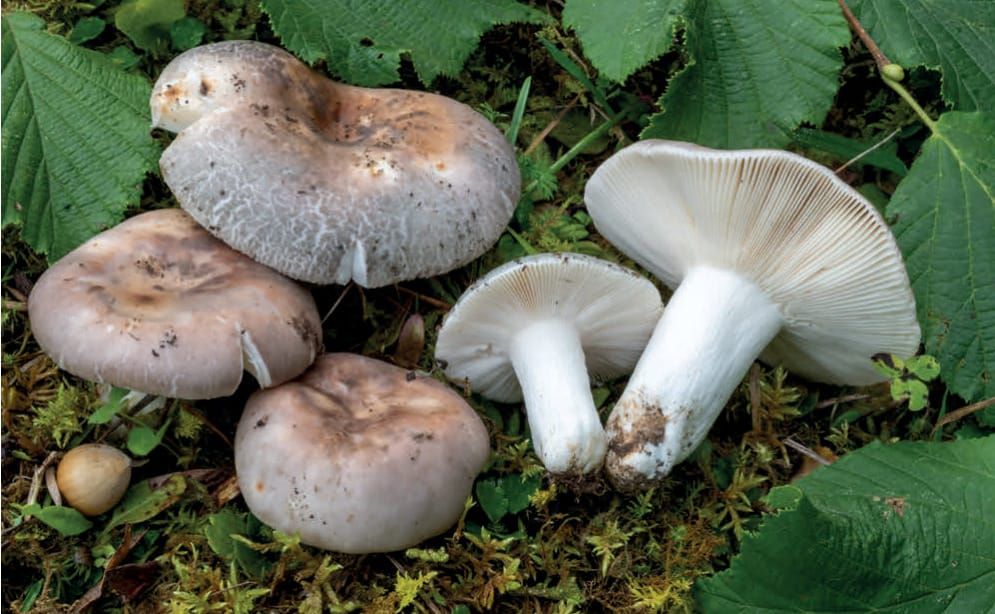 Russula anatina