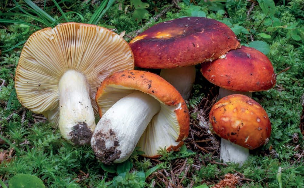 Russula aurea