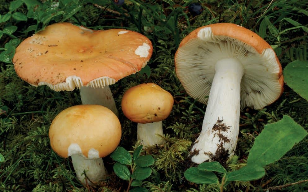 Russula decolorans