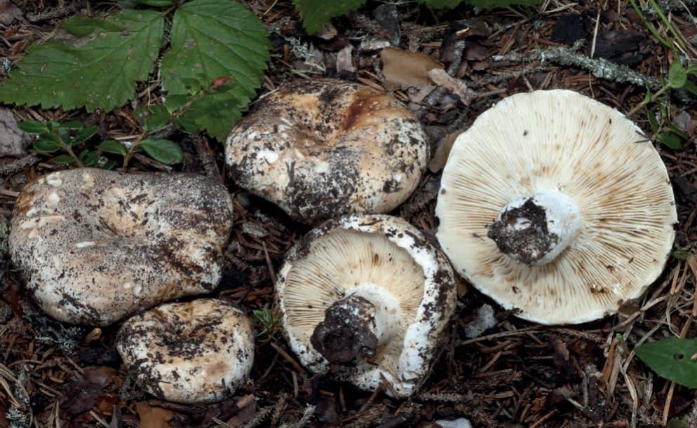 Russula delica