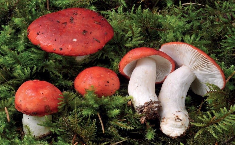 Russula emetica