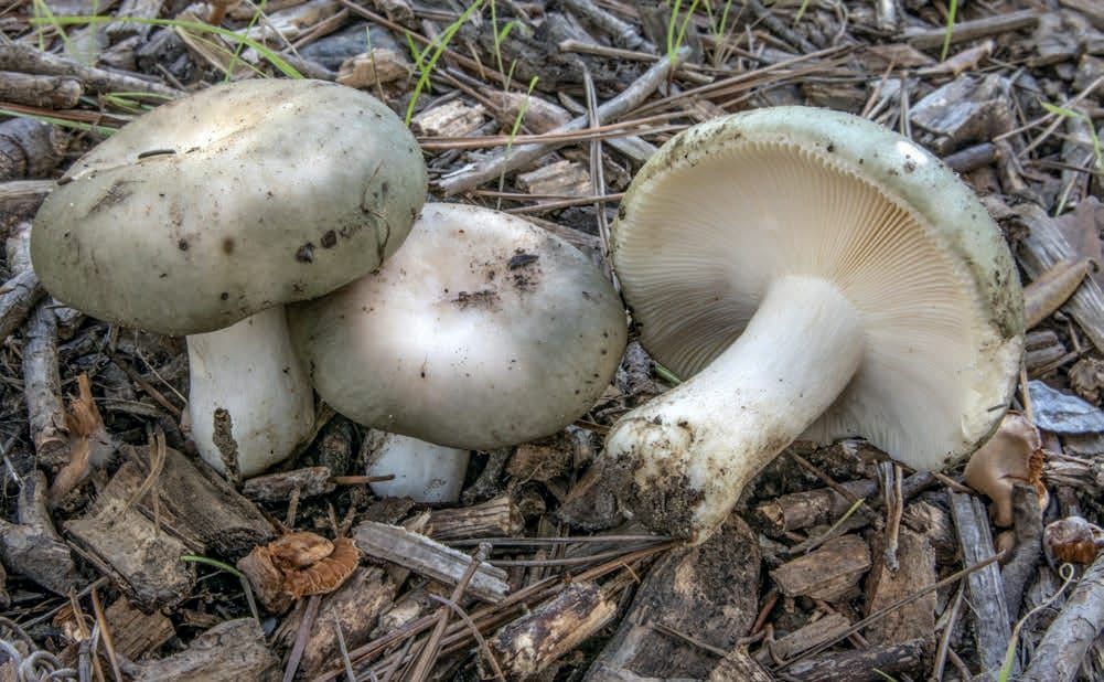 Russula ilicis
