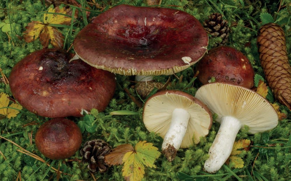 Russula integra