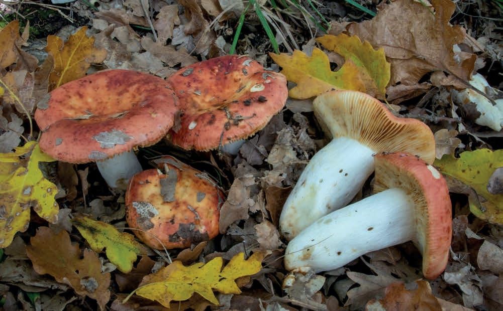 Russula maculata