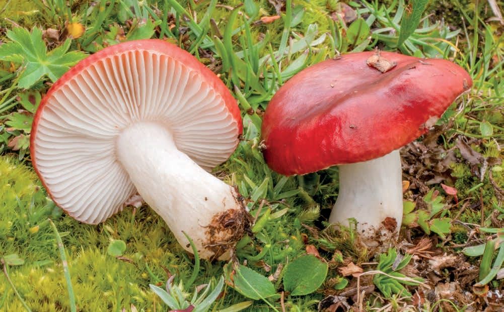 Russula nana
