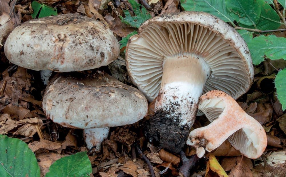 Russula nigricans