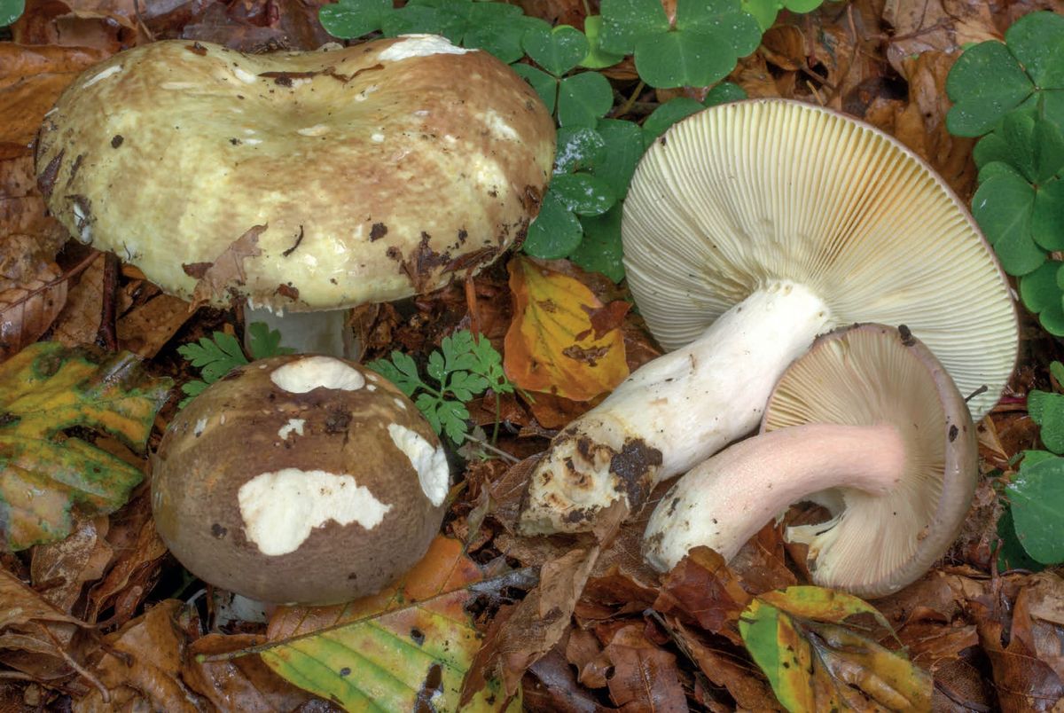 Russula olivacea
