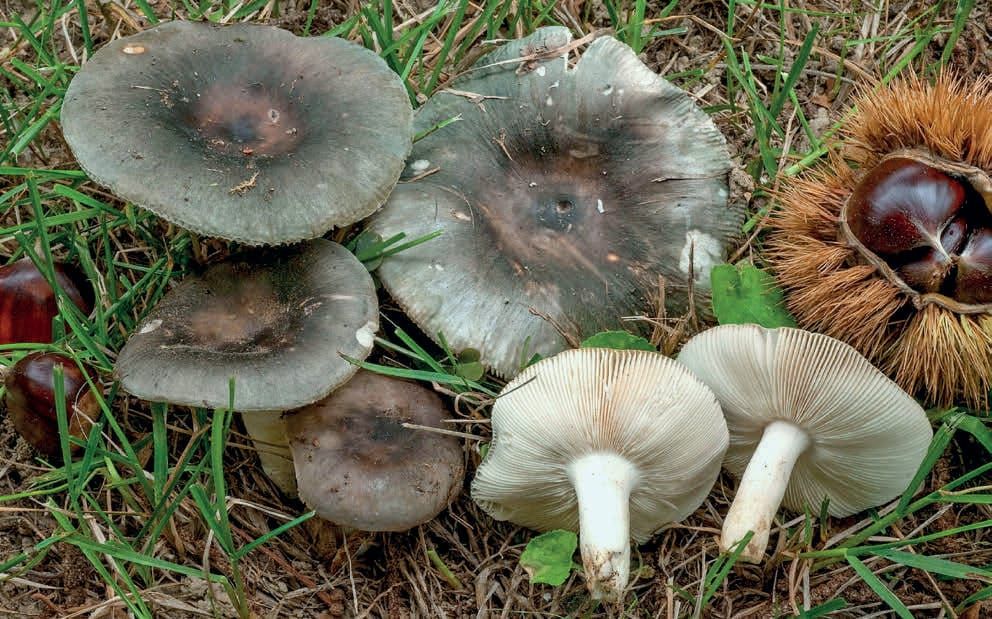 Russula parazurea