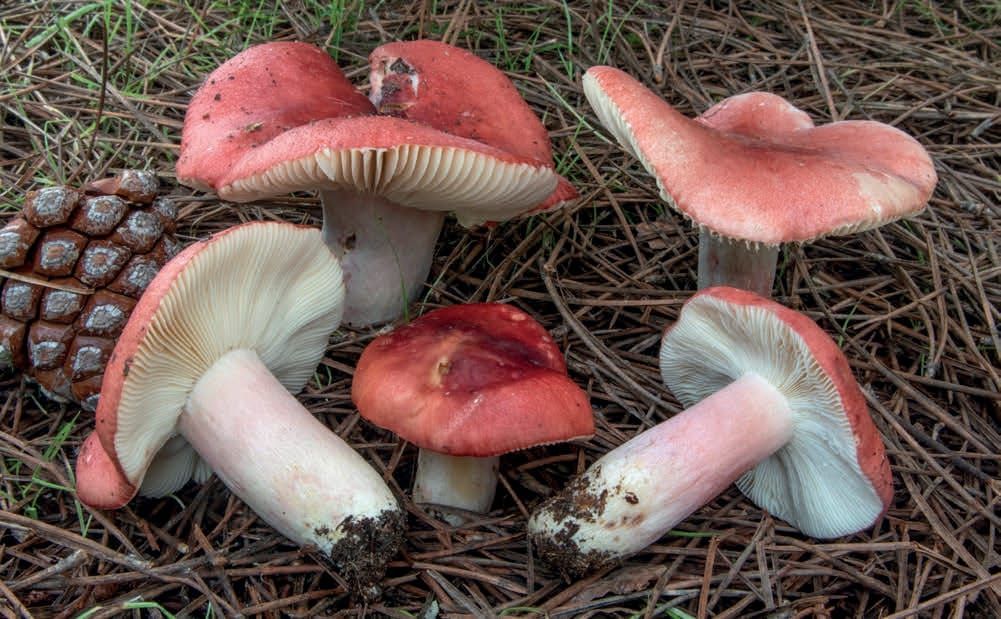 Russula sanguinea