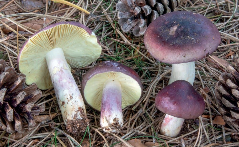Russula sardonia