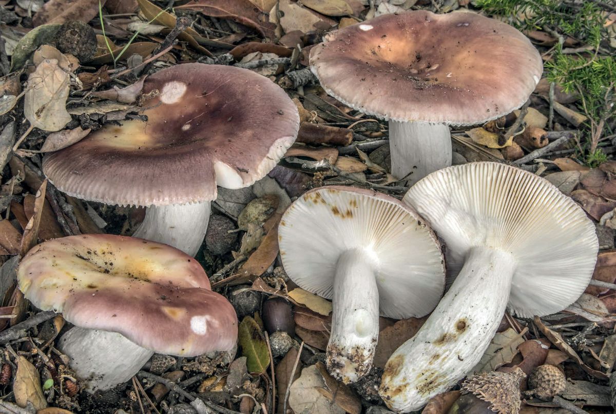 Russula vesca