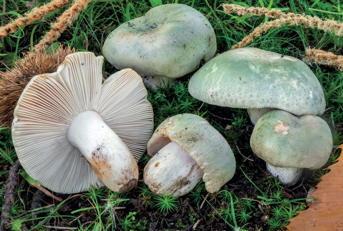 Russula virescens