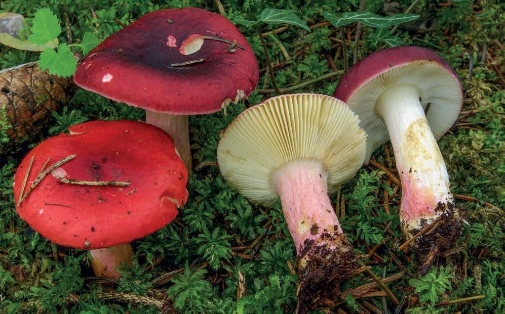 Russula xerampelina