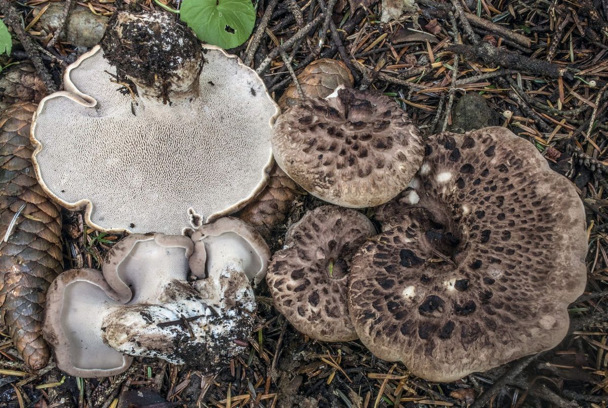 Sarcodon imbricatus