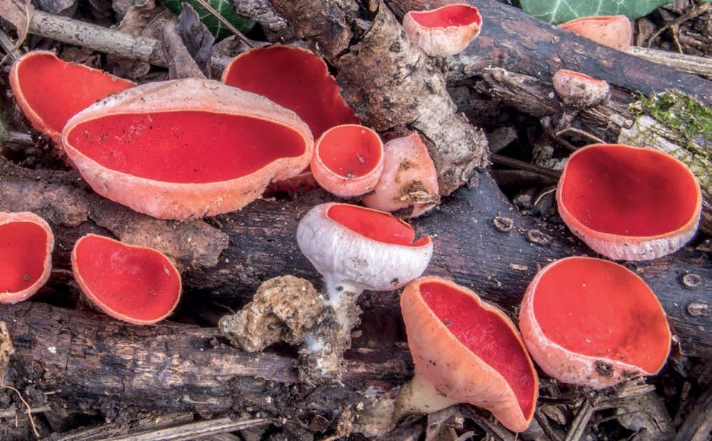 Sarcoscypha coccinea