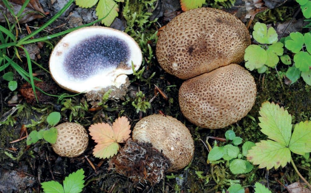 Scleroderma citrinum