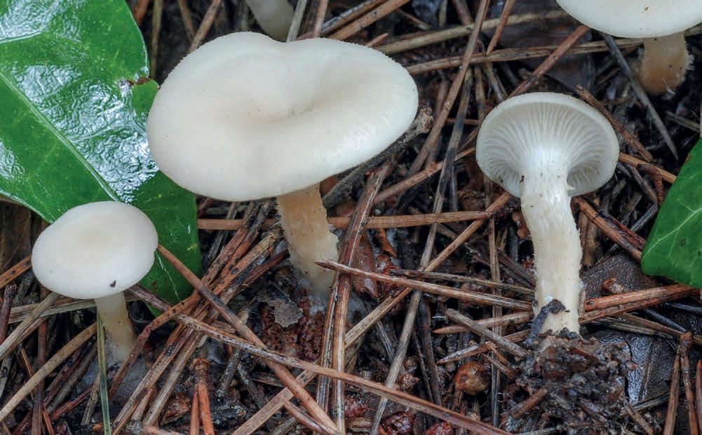 Singerocybe phaeophthalma