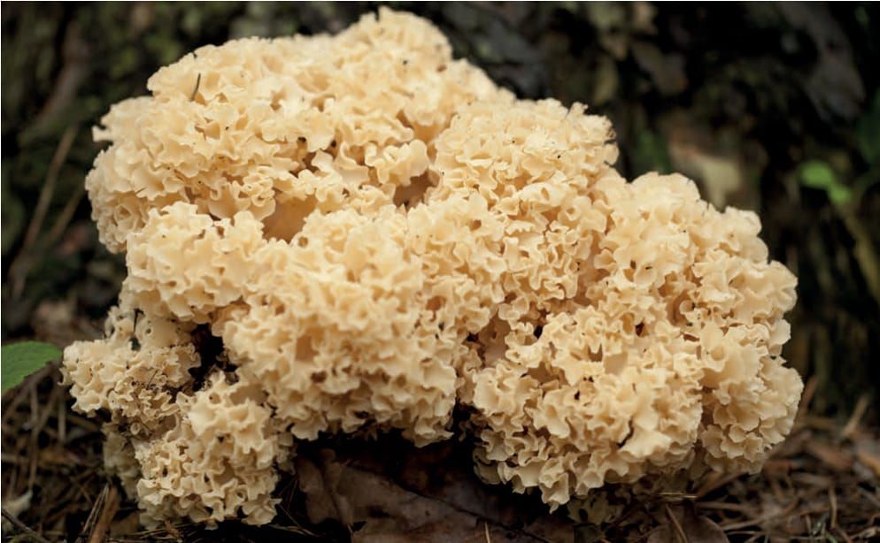 Sparassis crispa