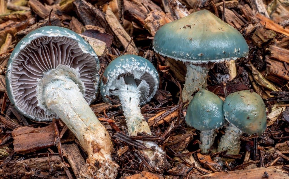Stropharia aeruginosa
