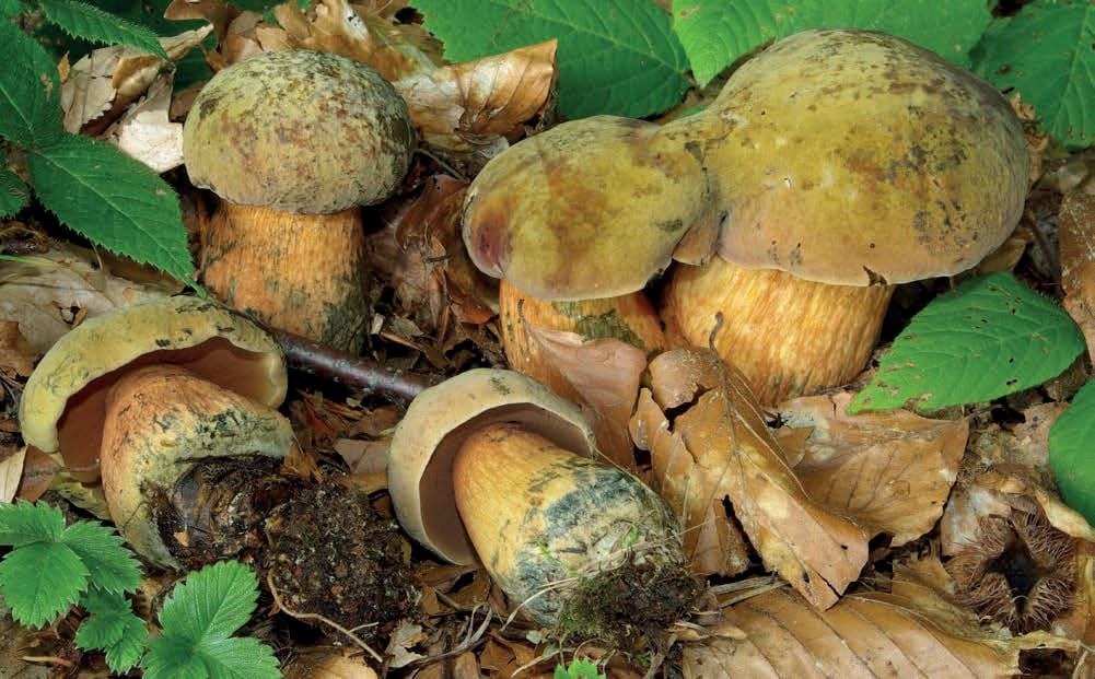 Suillellus luridus