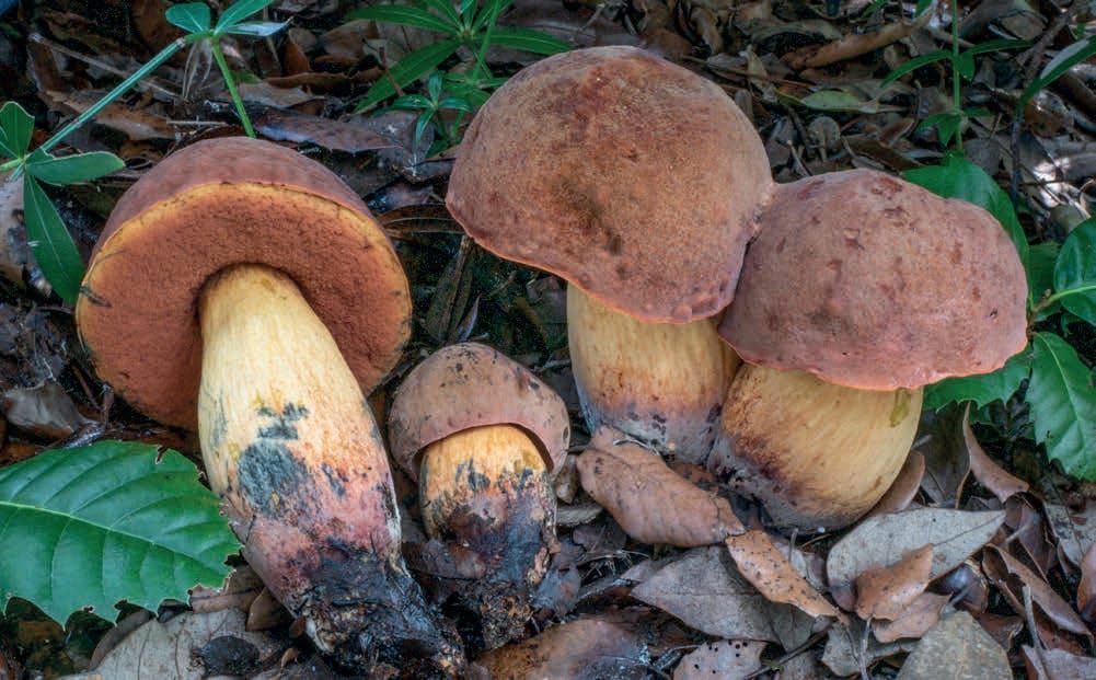Suillellus queletii