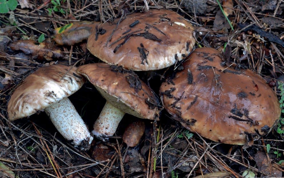 Suillus bellinii