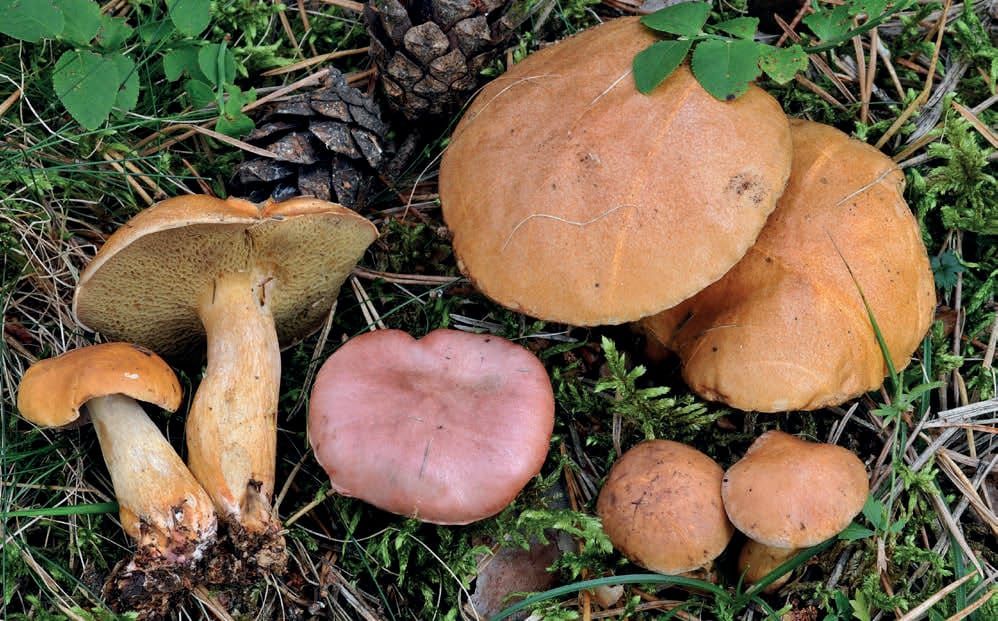 Suillus bovinus
