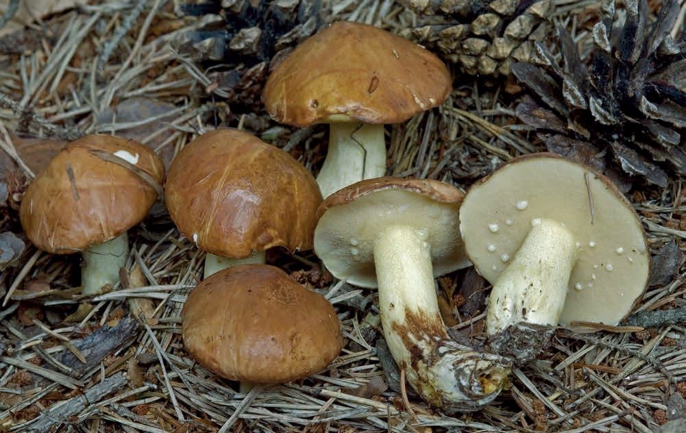 Suillus granulatus