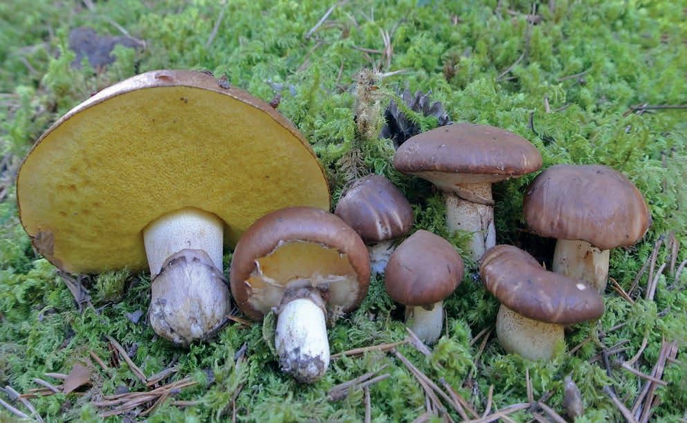 Suillus luteus