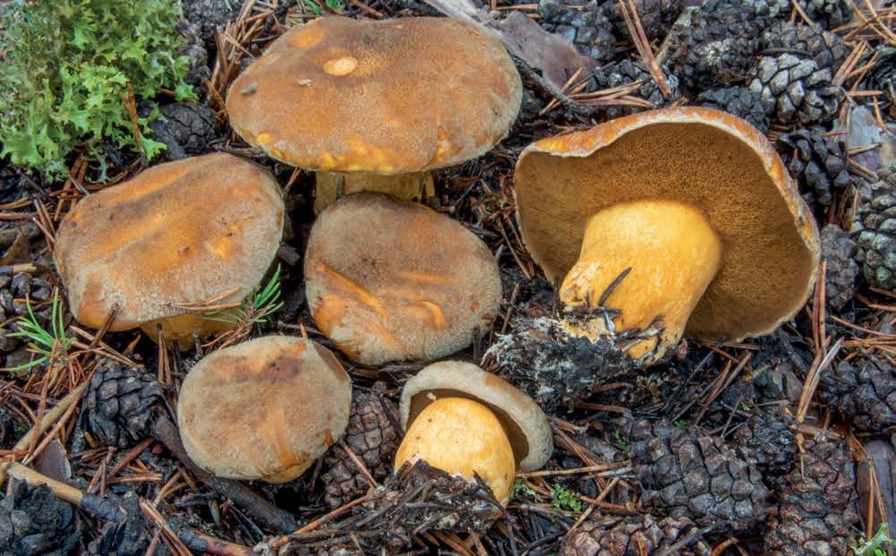 Suillus variegatus