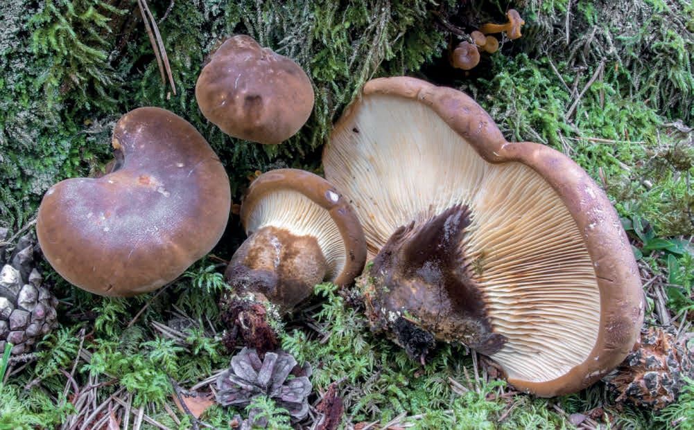 Tapinella atrotomentosa