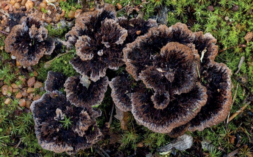 Thelephora terrestris