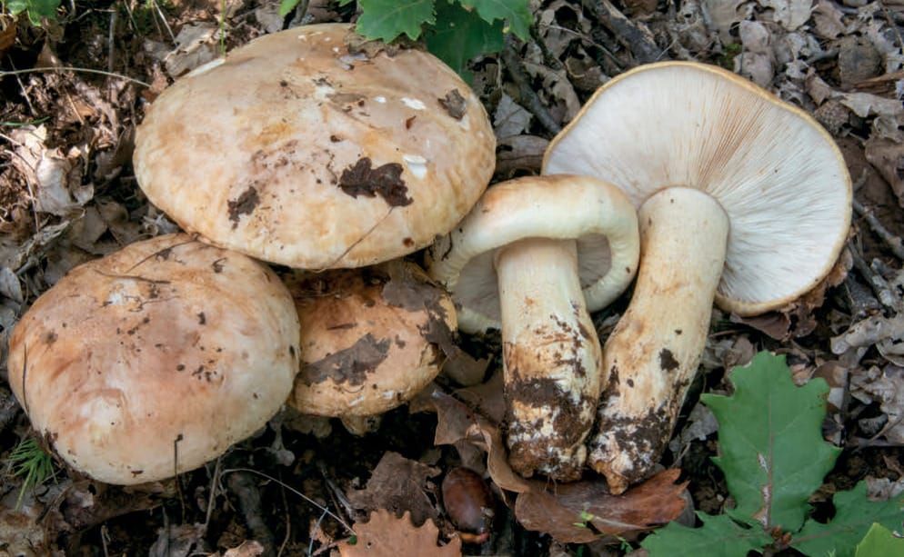 Tricholoma acerbum