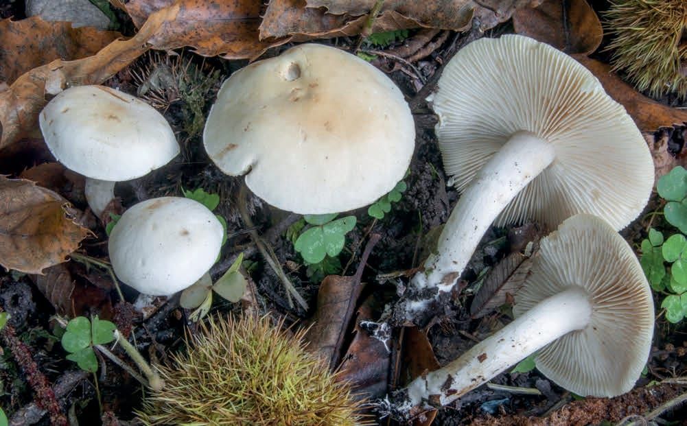 Tricholoma album