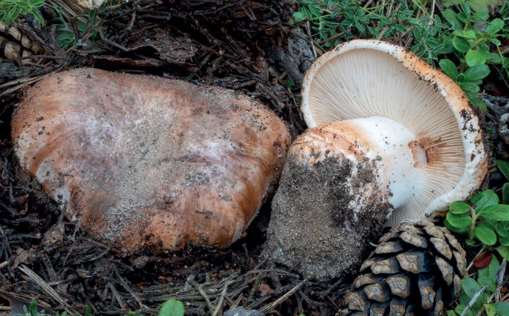 Tricholoma colossus