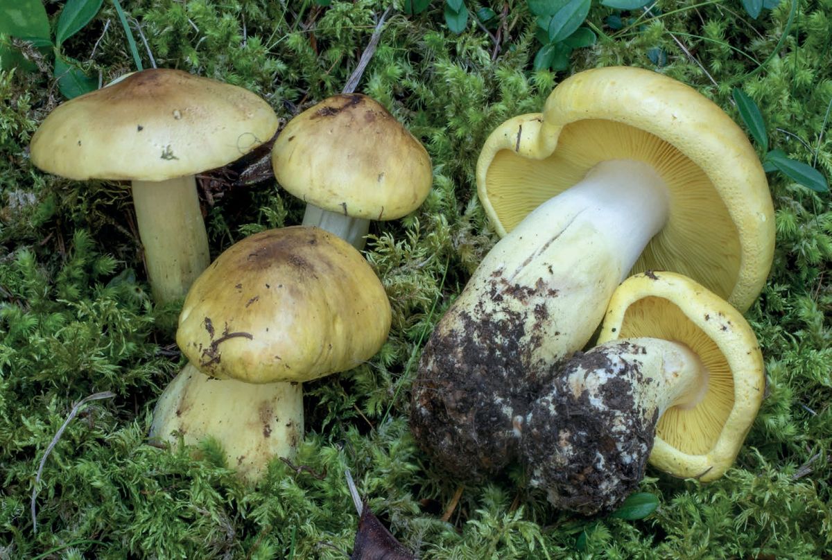 Tricholoma equestre