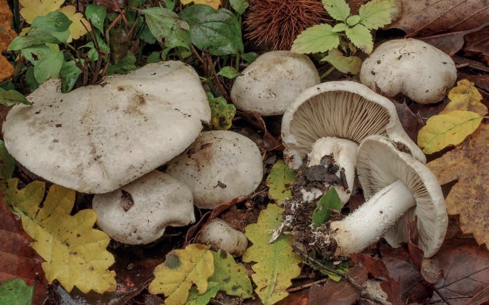 Tricholoma filamentosum
