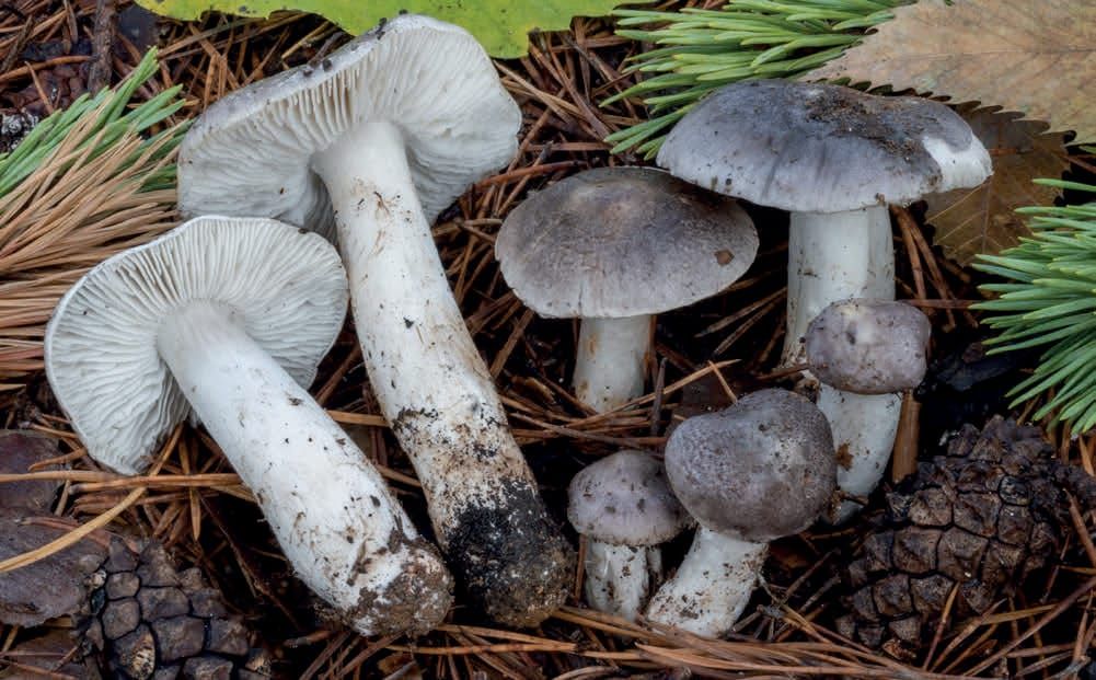 Tricholoma josserandii