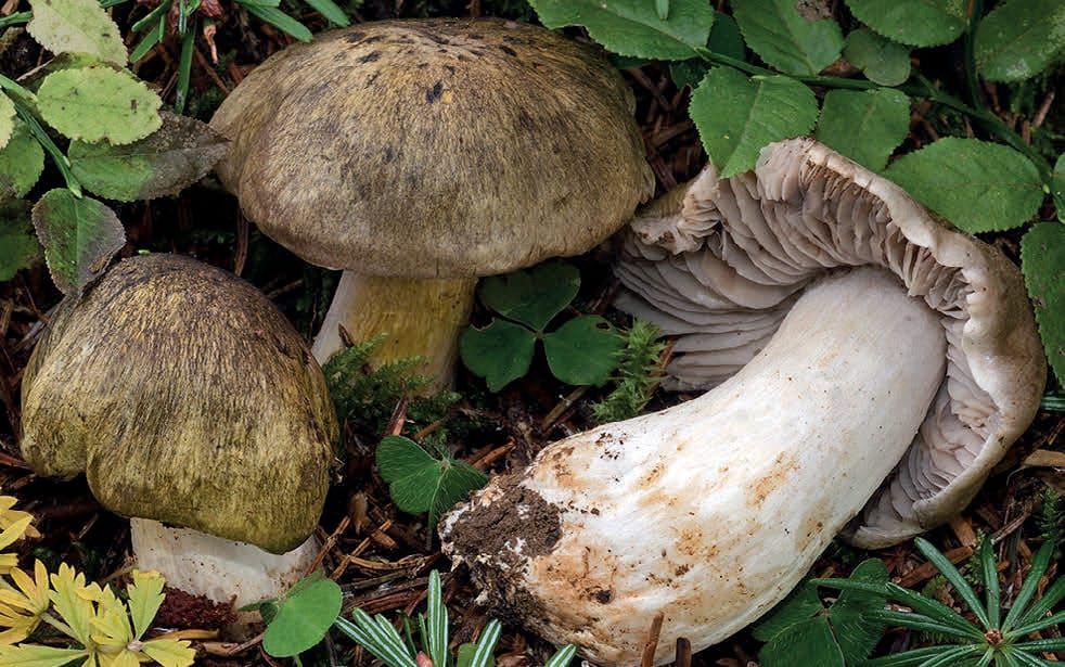 Tricholoma luridum