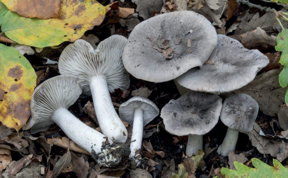 Tricholoma orirubens