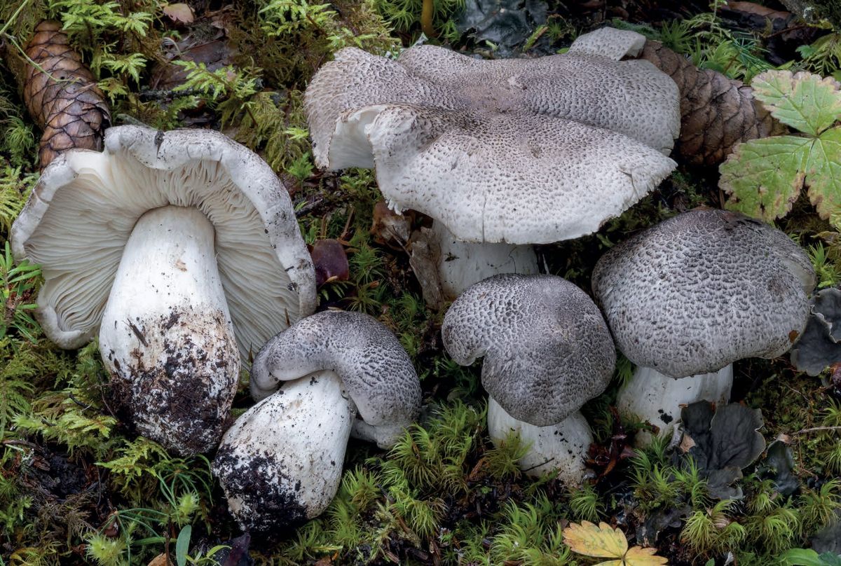 Tricholoma pardinum