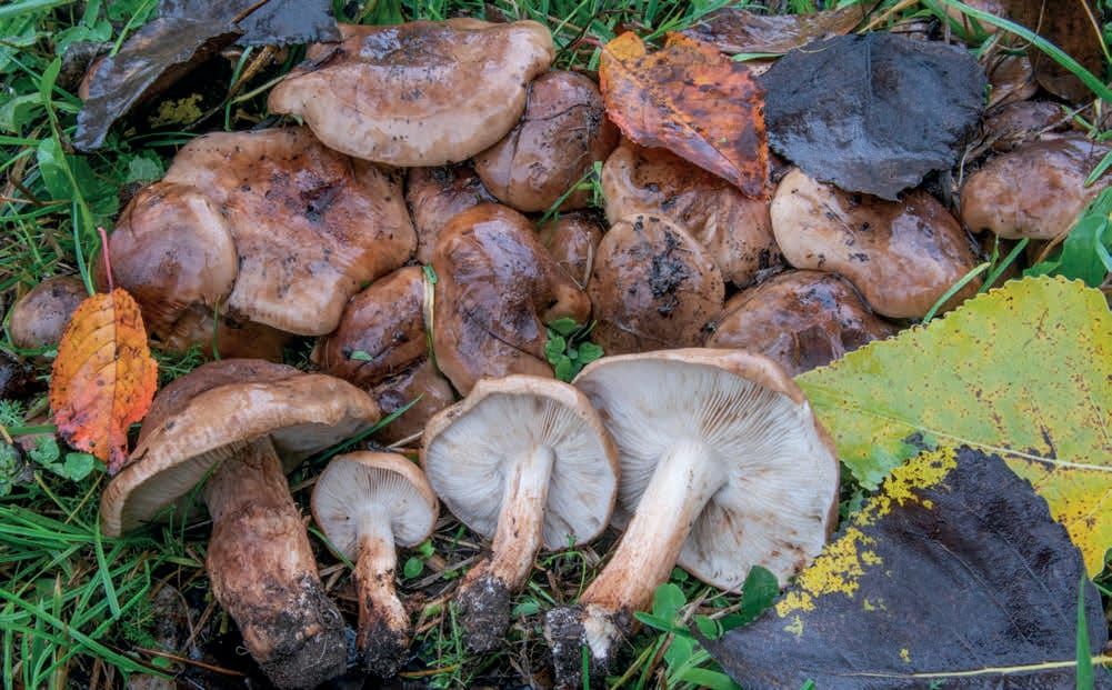 Tricholoma populinum