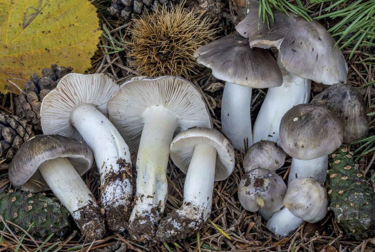 Tricholoma portentosum