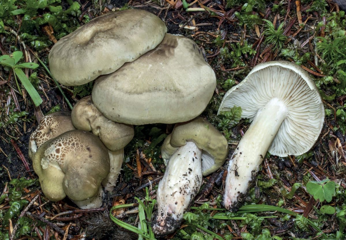 Tricholoma saponaceum