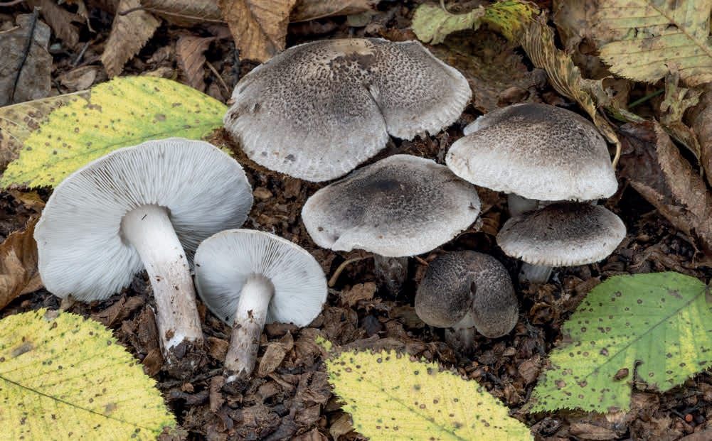 Tricholoma scalpturatum