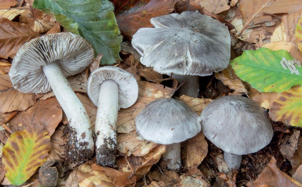 Tricholoma sciodes