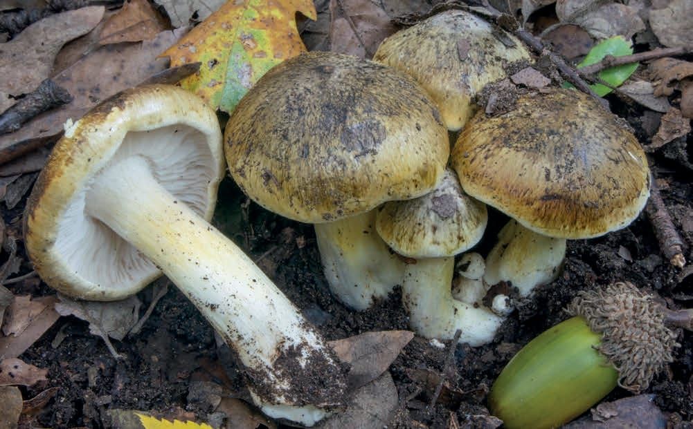 Tricholoma sejunctum