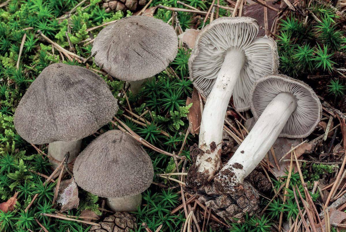Tricholoma terreum