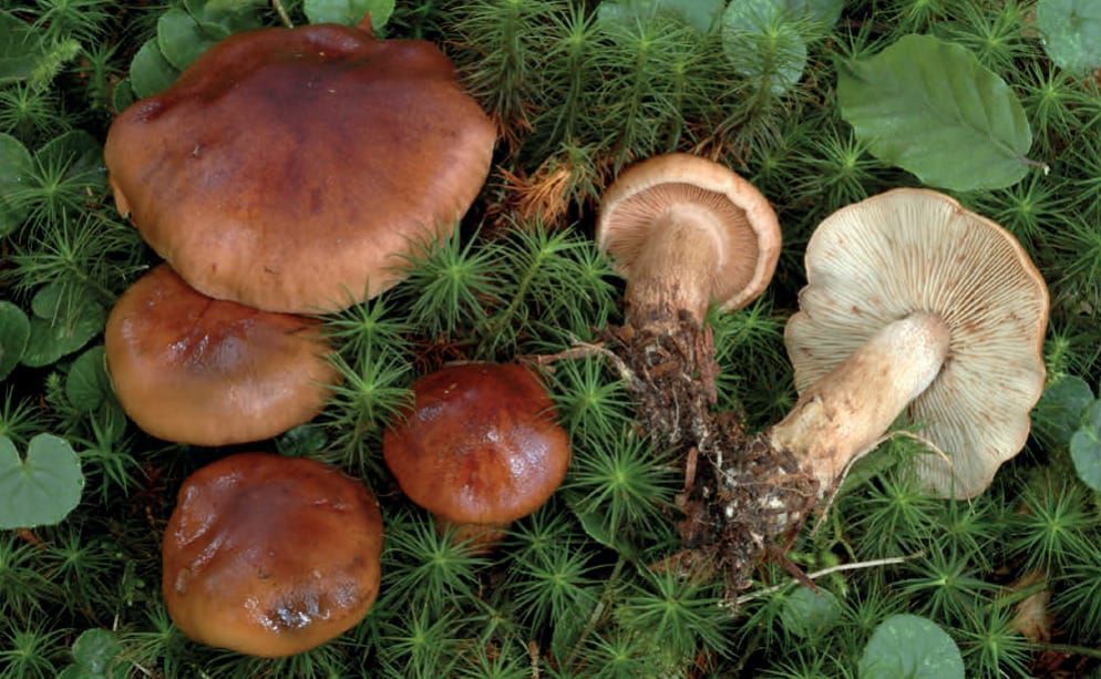 Tricholoma ustale