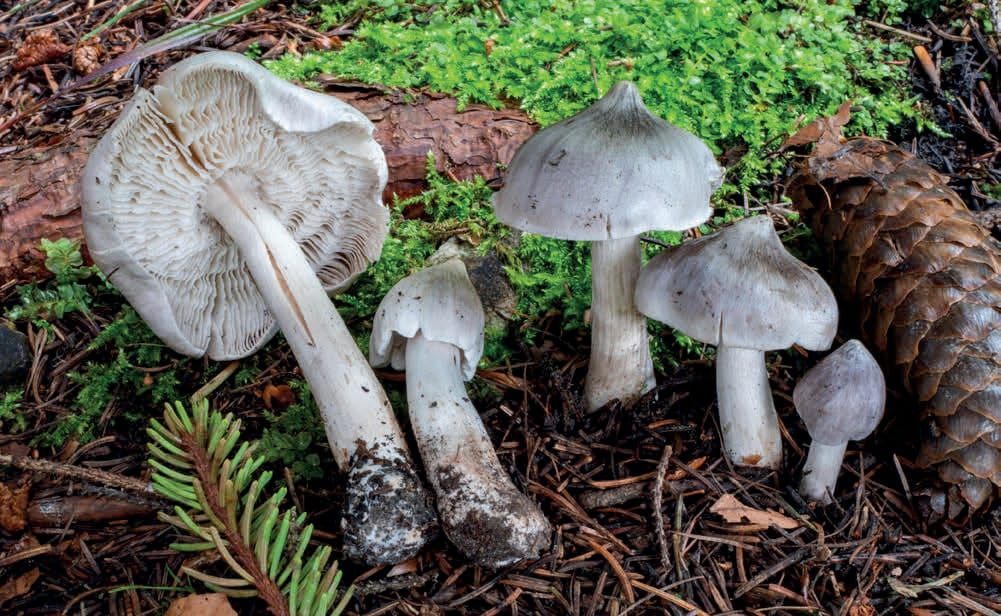 Tricholoma virgatum